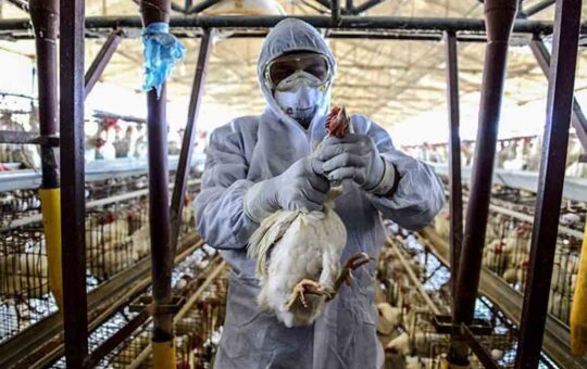 Se tuvieron que sacrificar 70 mil aves destinadas a la venta para alimentos, debido a que se confirmó influenza aviar en 2 aves
