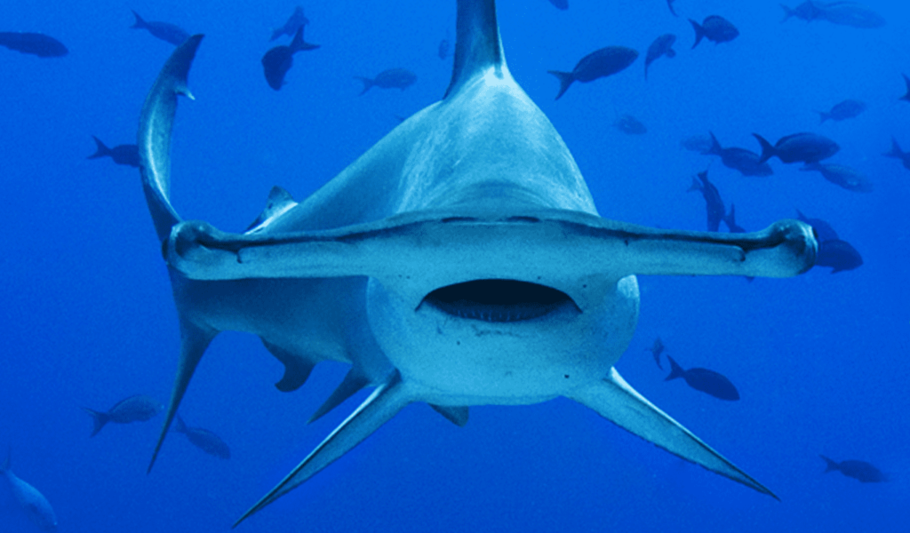 Tiburon martillo caza a mantarraya en Cozumel: Video - Noticias Quintana Roo