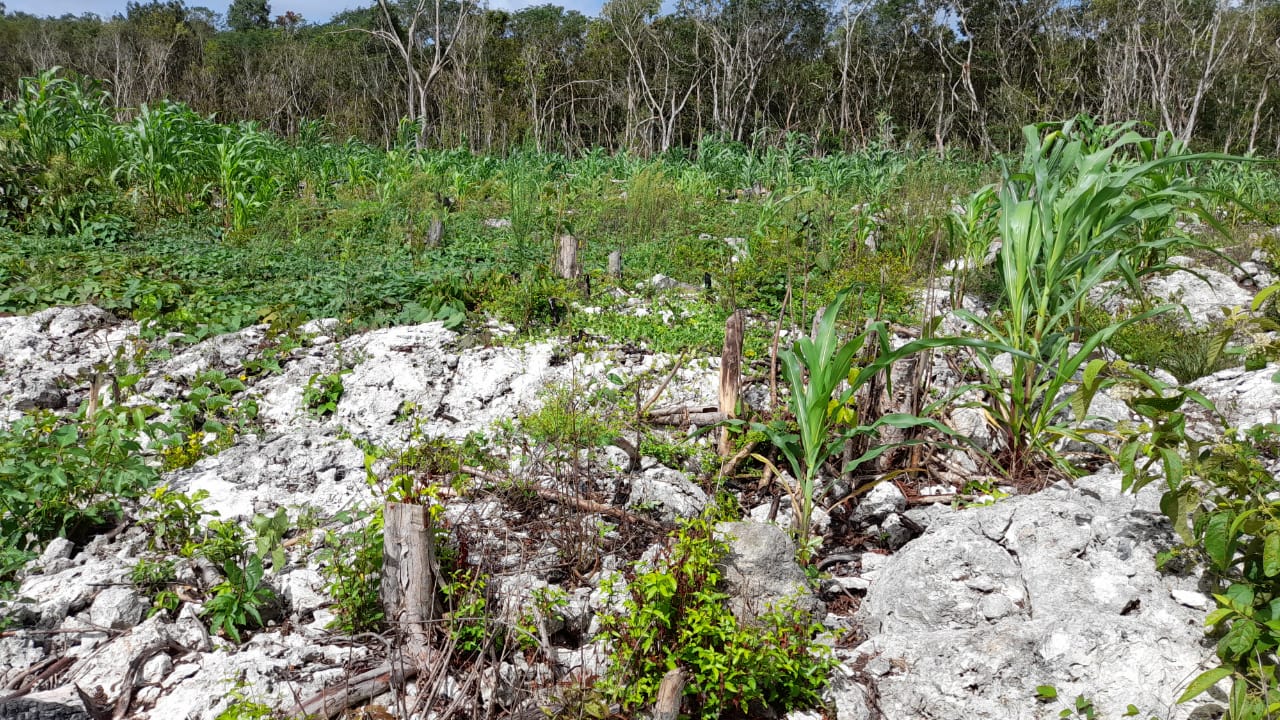 En riesgo siembra de Cobá por falta de lluvia - Noticias Quintana Roo